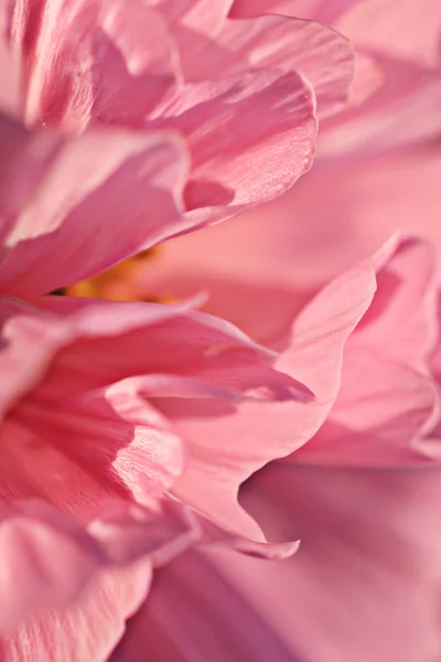 Pétales de fleurs roses — Photo