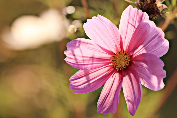 Ροζ λουλούδι κήπου — Φωτογραφία Αρχείου