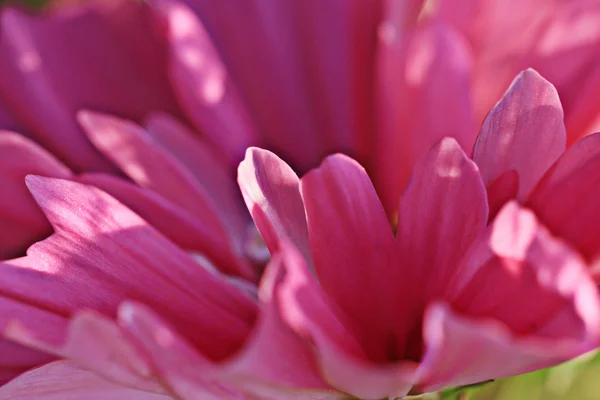 Pink flower petals — Stock Photo, Image