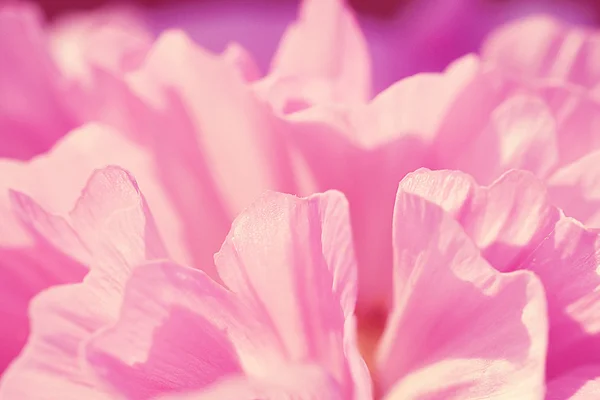 Pink flower petals — Stock Photo, Image