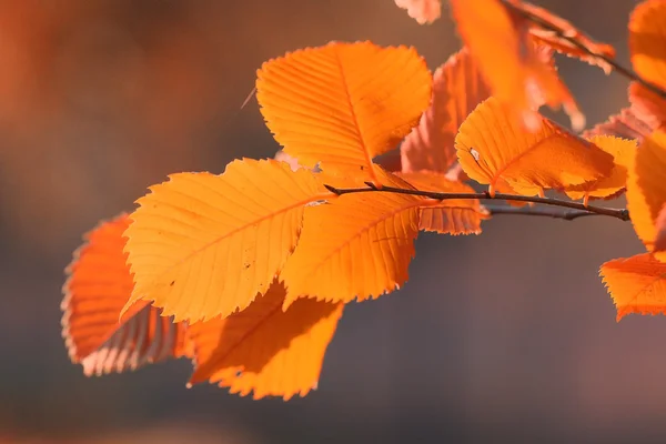 Foglie d'autunno su ramo — Foto Stock