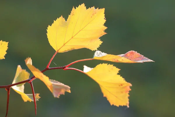 Foglie d'autunno su ramo — Foto Stock