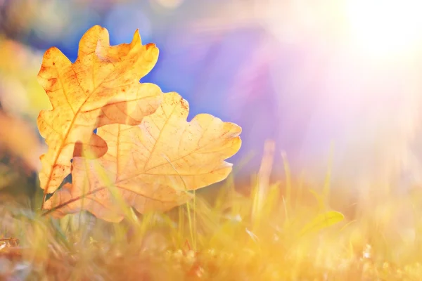 黄色のカシの葉 — ストック写真