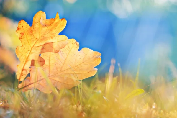 Yellow oak leaves — Stock Photo, Image