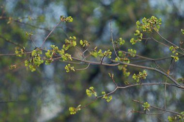 Taze yapraklı dallar