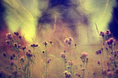 Sahada kır çiçekleri