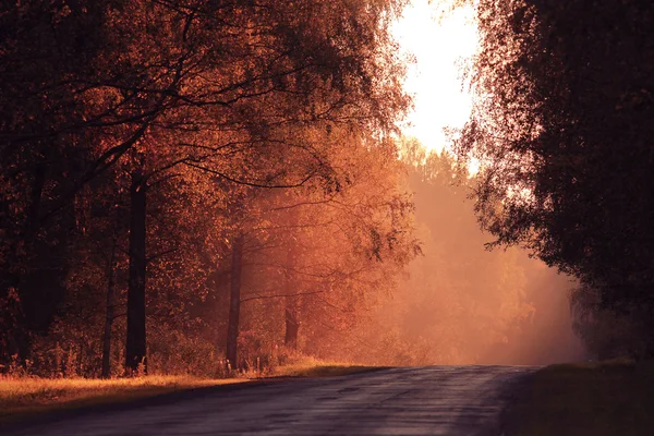 Route d'automne au coucher du soleil — Photo