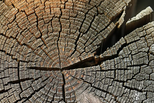 Hölzerner Hintergrund — Stockfoto