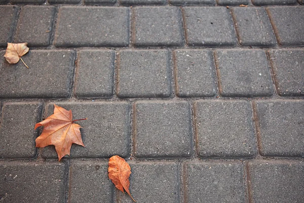 Javorové listy na chodníku — Stock fotografie