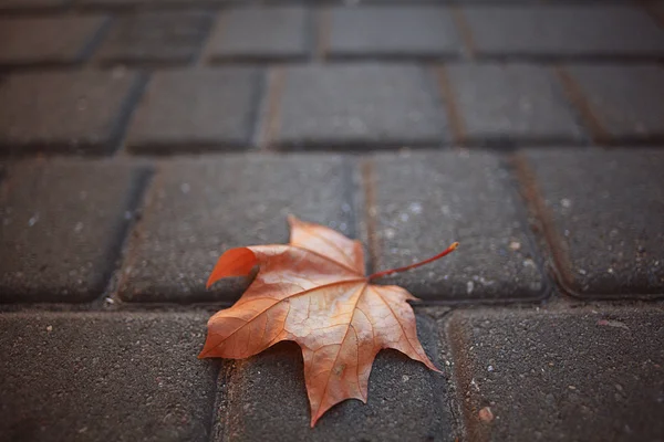 Кленовий лист на тротуарі — стокове фото