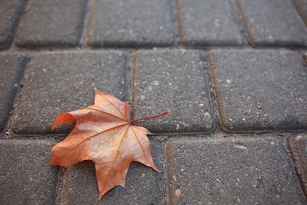 Feuille d'érable sur chaussée — Photo