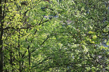 Genç yaprakları şube