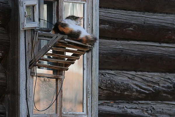 Cat in the village — Stock Photo, Image