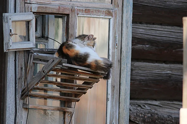 Gatto nel villaggio — Foto Stock