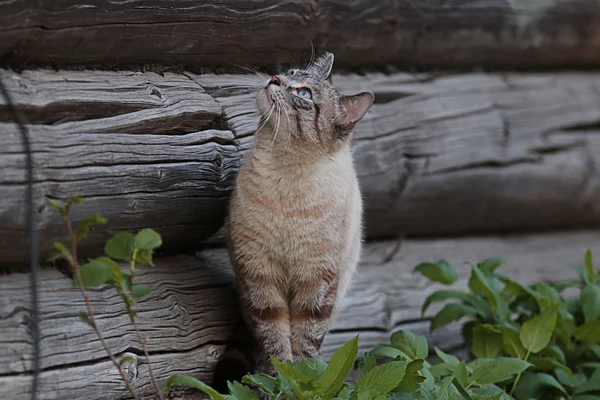 Katt i byn — Stockfoto