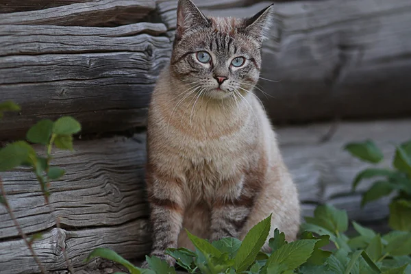 Katt i byn — Stockfoto