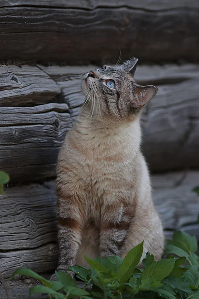 Gato na aldeia — Fotografia de Stock