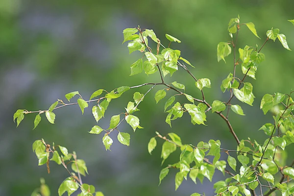 Branches with young leaves — Stock Photo, Image