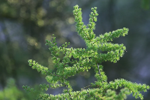 Fur-trees branch — Stock Photo, Image