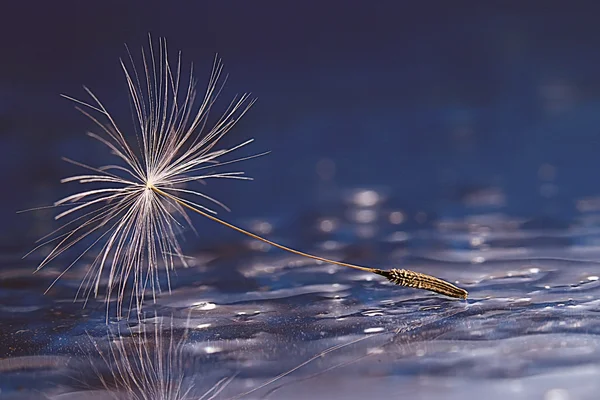 Biji dandelion — Stok Foto