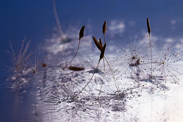 Biji dandelion — Stok Foto