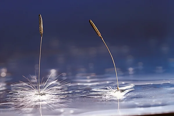 Sementes de dente-de-leão — Fotografia de Stock