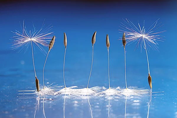 Dandelion seeds — Stock Photo, Image