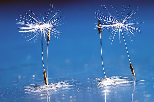 Biji dandelion — Stok Foto