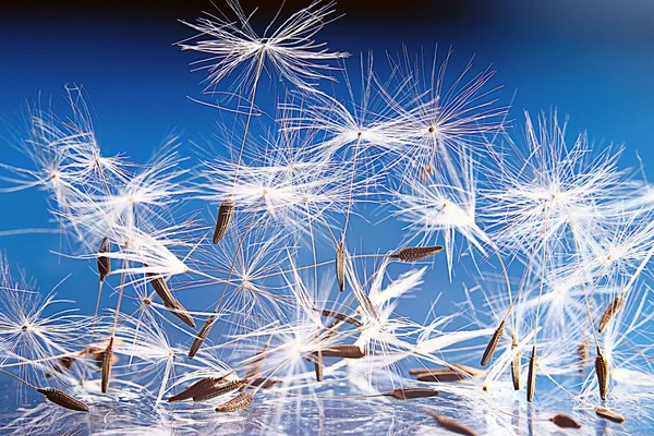 Dandelion seeds — Stock Photo, Image