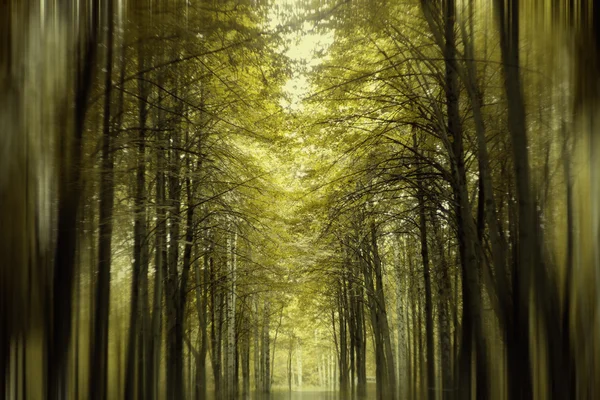 Niewyraźne lasu — Zdjęcie stockowe
