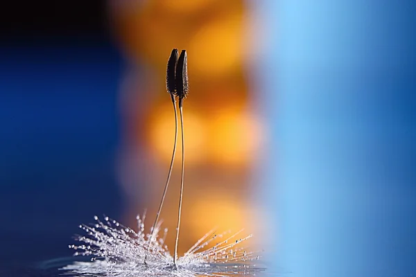 Dandelion seeds — Stock Photo, Image