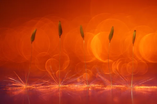 Dandelion seeds — Stock Photo, Image