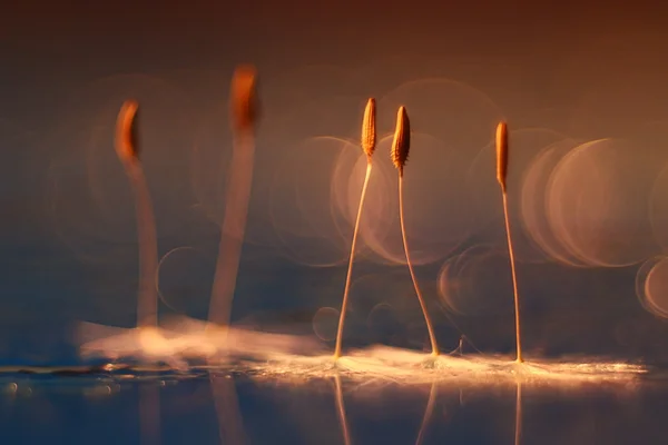 Sementes de dente-de-leão — Fotografia de Stock