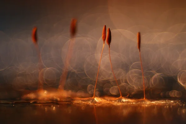 Dandelion seeds — Stock Photo, Image