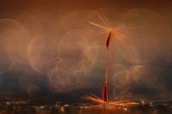 Dandelion seeds — Stock Photo, Image