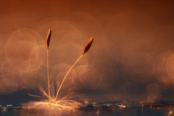 Biji dandelion — Stok Foto