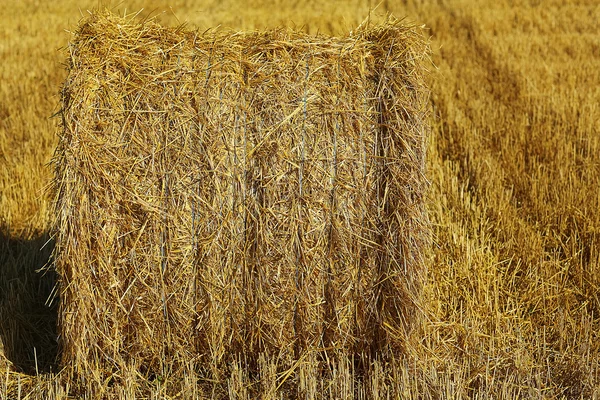 Bale de rollo de paja — Foto de Stock