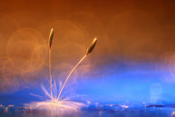 Dandelion seeds — Stock Photo, Image