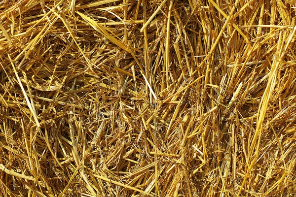 Hay background — Stock Photo, Image