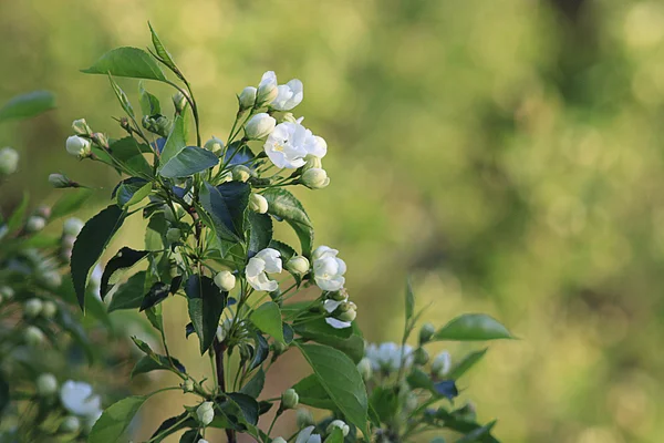 Arbre de fleur de cerisier — Photo