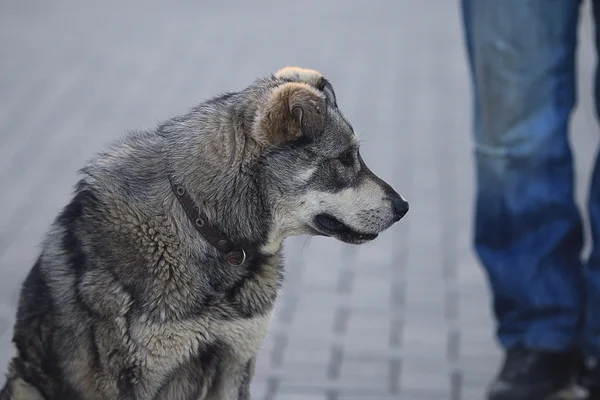 Mongrel dog — Stock Photo, Image