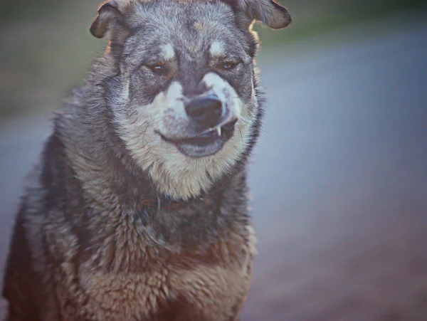 Mongrel dog — Stock Photo, Image