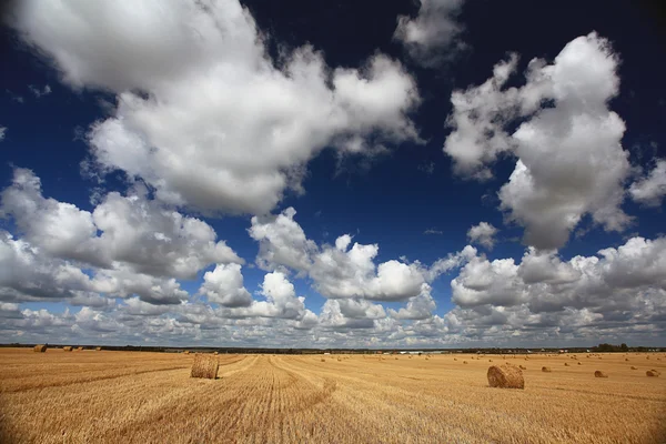 Hay rolls on field — Stock Photo, Image