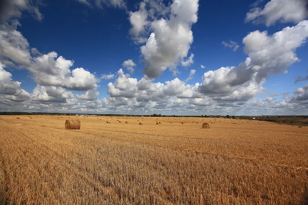 Hay rolls on field — Stock Photo, Image