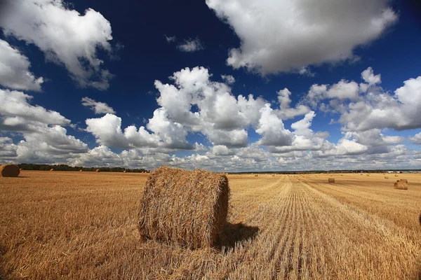 Hay rolls on field — Stock Photo, Image