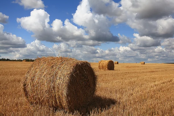 Rollos de heno en el campo — Foto de Stock