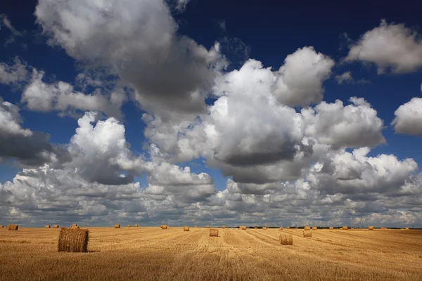 Rollos de heno en el campo — Foto de Stock