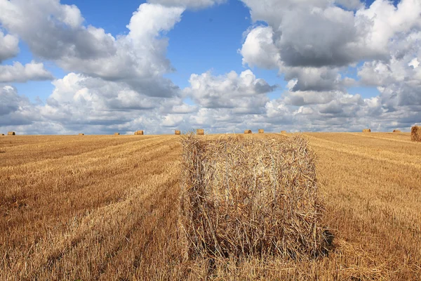 Rollos de heno en el campo — Foto de Stock