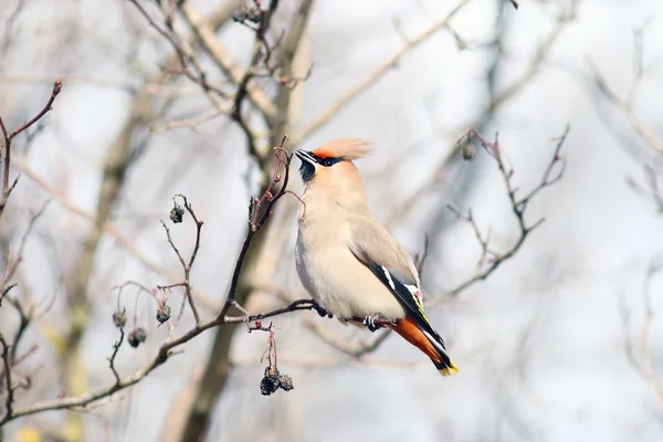 분기 waxwing — 스톡 사진