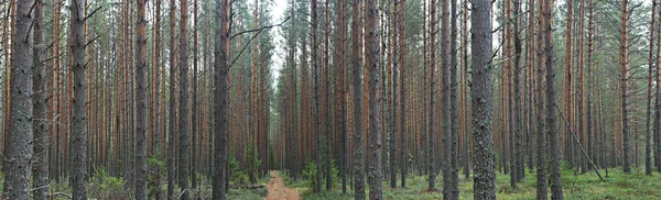 Őszi fenyő erdő — Stock Fotó